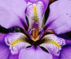 puzzel Iris