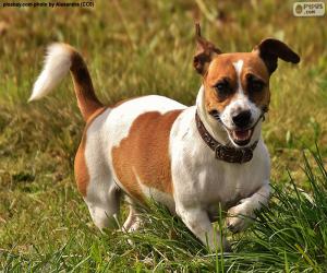 puzzel Jack Russell Terriër