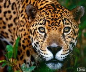 puzzel Jaguar hoofd