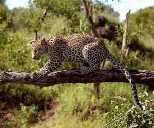puzzel Jaguar op een boomtak
