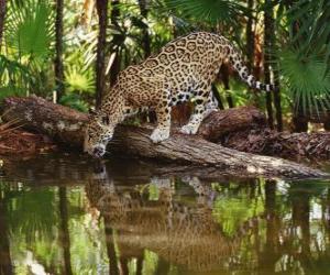 puzzel Jaguar