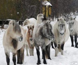 puzzel Jakoet paard van oorsprong uit Siberië