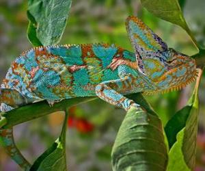 puzzel Kameleon