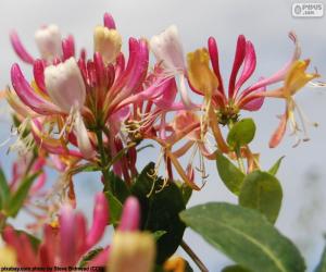 puzzel Kamperfoelie flower