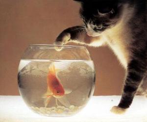 puzzel Kat kijken naar een vis