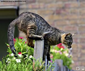 puzzel Kat op een hek