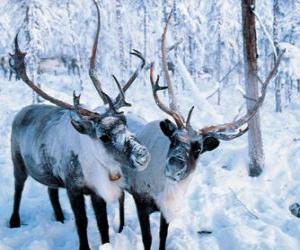 puzzel Kerst rendier in het bos