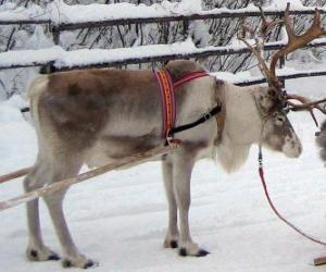 puzzel Kerst rendieren trekken een slee