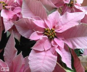 puzzel Kerstmis bloem, roze