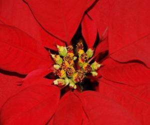 puzzel Kerstster of Kerstmis bloem -  Poinsettia