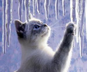 puzzel Kitten spelen met ijs