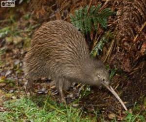 puzzel Kiwi vogel