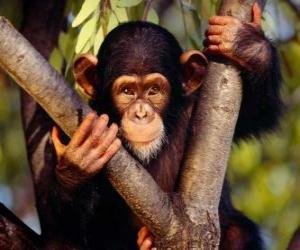 puzzel Kleine aap in een stamboom