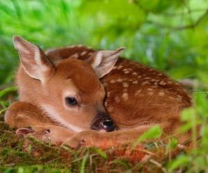 puzzel kleine bambi