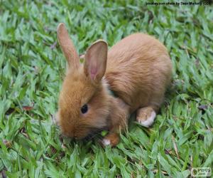 puzzel Kleine Bunny