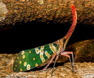 puzzel Kleurrijke cicade