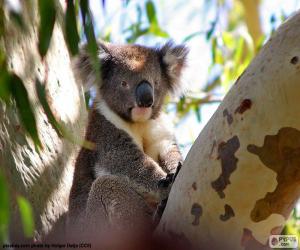 puzzel Koala in een boom