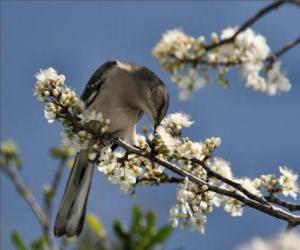 puzzel Kolibrie bijten een bloem
