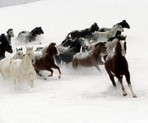 puzzel Kudde paarden lopen in de sneeuw