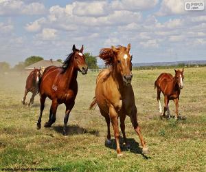 puzzel Kudde paarden