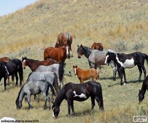 puzzel Kudde van wilde paarden