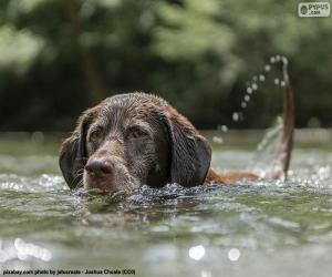 puzzel Labrador in het water