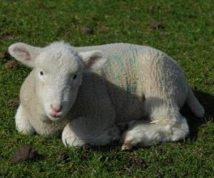 puzzel Lamb, een jonge schapen grazen