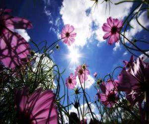 puzzel Landschap met bloemen