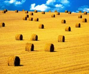 puzzel Landschap van het gebied in de zomer