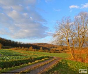 puzzel Landschap veld