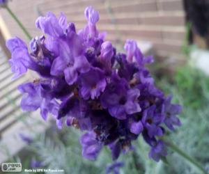 puzzel Lavendel bloem