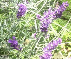 puzzel Lavendel bloemen