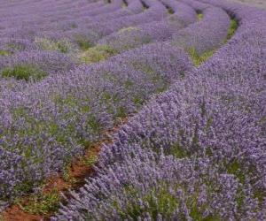 puzzel Lavendel veld