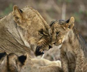 puzzel leeuwin met haar jongen