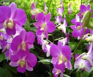puzzel Lila orchideeën