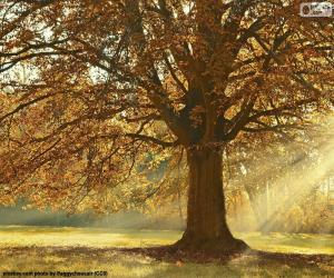 puzzel Loofboom in de herfst