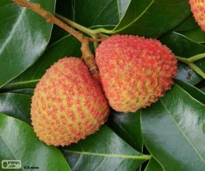 puzzel Lychee