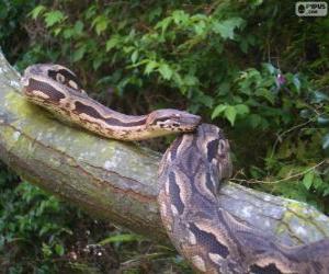 puzzel Madagaskar boa