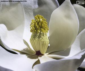 puzzel Magnolia Bloem