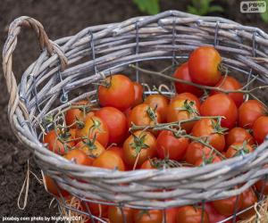 puzzel Mandje van tomaten