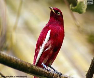 puzzel Mannelijke pompadourcotinga