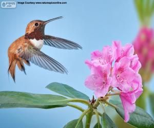 puzzel Mannelijke Rosse kolibrie en bloem
