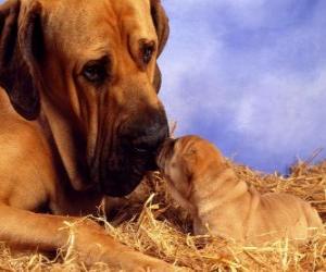 puzzel Mastiff, met haar puppy