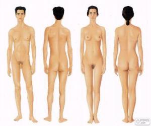 puzzel Menselijk lichaam van man en vrouw van voor- en achterkant