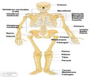 puzzel Menselijk skelet. De botten van het menselijk lichaam (Spaans)