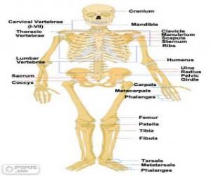 puzzel Menselijk skelet. De botten van het menselijk lichaam (Engels)