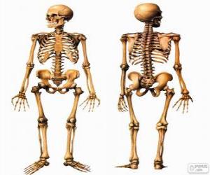 puzzel Menselijk skelet