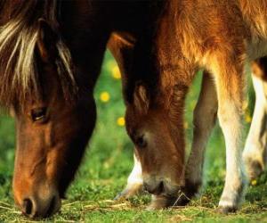 puzzel Merrie andfFoal eten van gras