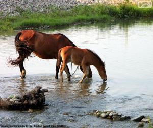 puzzel Merrie en veulen drinken