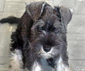 puzzel Middenslagschnauzer of schnauzer puppy